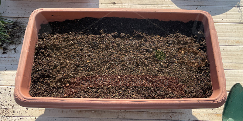 【初心者向け】玉ねぎ栽培日記|発芽後に玉が大きくならなかった原因 玉ねぎの種をプランターに直まきするところ