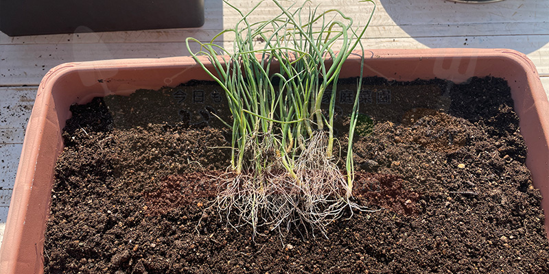 【初心者向け】玉ねぎ栽培日記|発芽後に玉が大きくならなかった原因 植え替えのために抜いた玉ねぎの苗たち