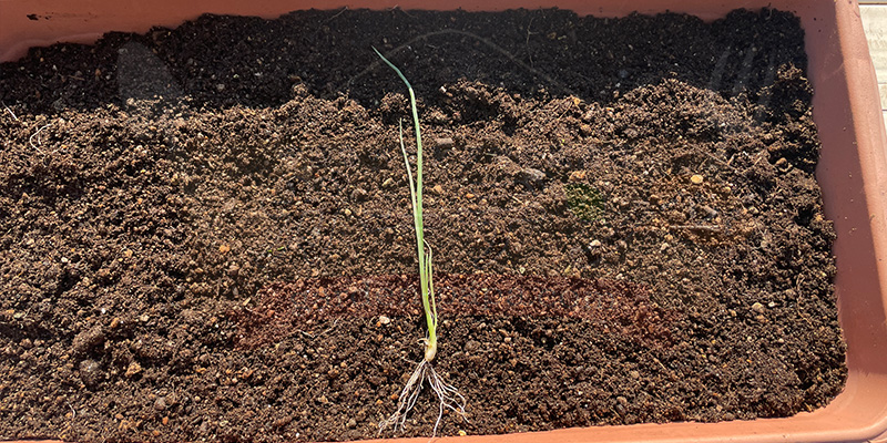 【初心者向け】玉ねぎ栽培日記|発芽後に玉が大きくならなかった原因 玉ねぎの苗を1本だけプランターの上に置いている状態