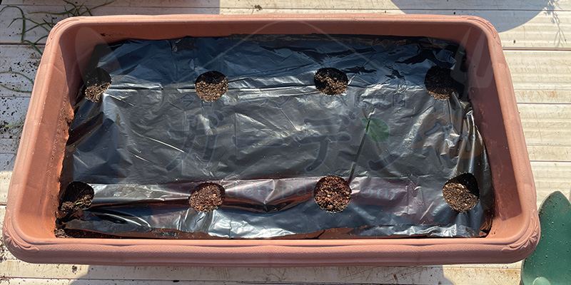 【初心者向け】玉ねぎ栽培日記|発芽後に玉が大きくならなかった原因 玉ねぎの苗を植える前にマルチシートをしいています。