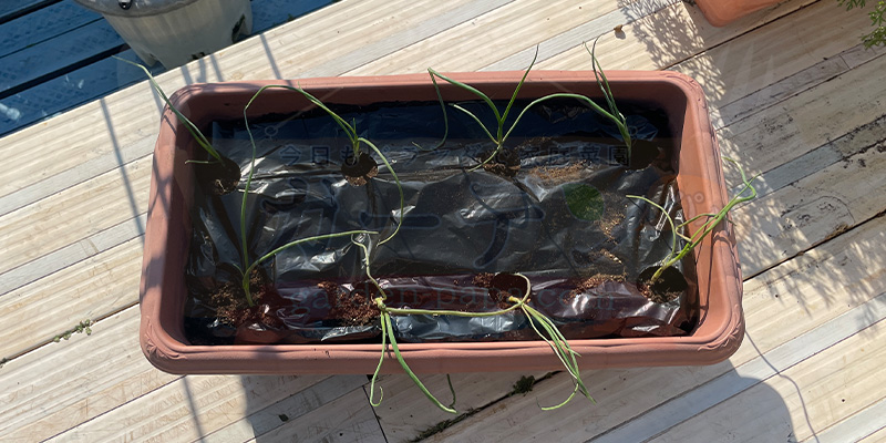 【初心者向け】玉ねぎ栽培日記|発芽後に玉が大きくならなかった原因 植え替えたタマネギの苗