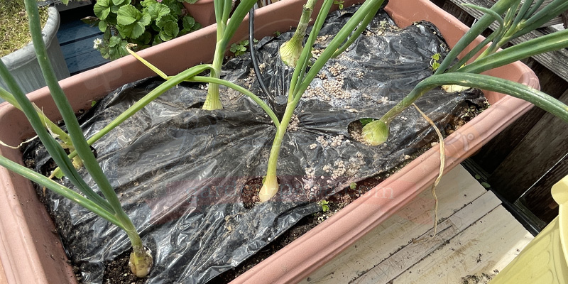 【初心者向け】玉ねぎ栽培日記|発芽後に玉が大きくならなかった原因 マルチシートを敷いて育てている方のタマネギのプランター