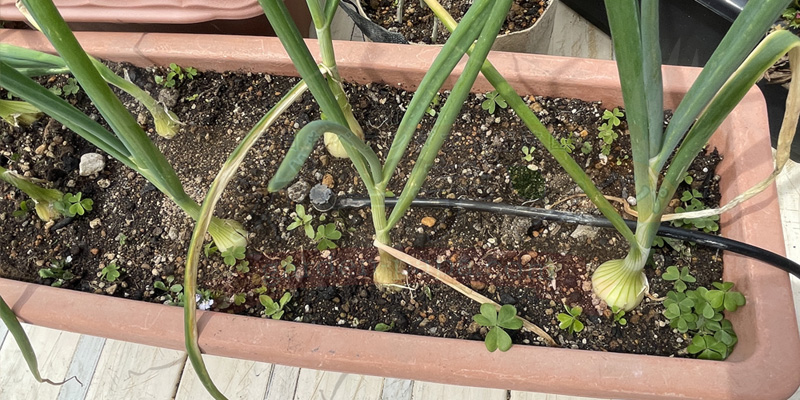 【初心者向け】玉ねぎ栽培日記|発芽後に玉が大きくならなかった原因 マルチシートなしの方のタマネギプランター