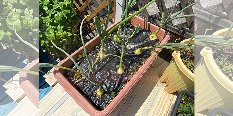 【初心者向け】玉ねぎ栽培日記|発芽後に玉が大きくならなかった原因 4月になって徐々に大きくなってきている玉ねぎ