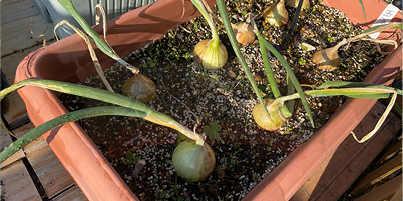 【初心者向け】玉ねぎ栽培日記|発芽後に玉が大きくならなかった原因 5月5日のタマネギの様子