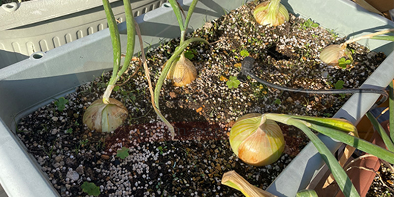 【初心者向け】玉ねぎ栽培日記|発芽後に玉が大きくならなかった原因 玉が小さく葉が弱っているように見える玉ねぎ