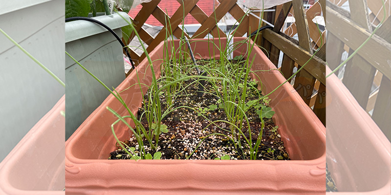 【初心者向け】玉ねぎ栽培日記|発芽後に玉が大きくならなかった原因 残った玉ねぎの苗を違うプランターにも定植してみました。