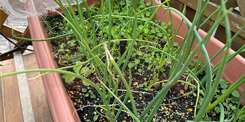 【初心者向け】玉ねぎ栽培日記|発芽後に玉が大きくならなかった原因 植え替えから1か月半後の玉ねぎの苗。今ではしっかり太く育ってきてくれています。