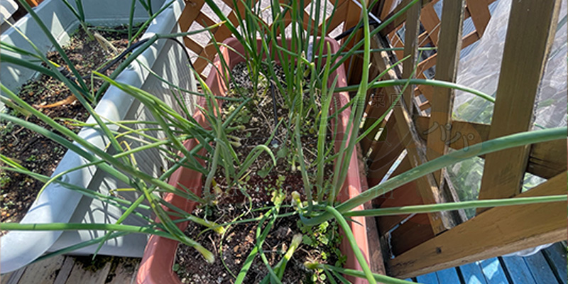 【初心者向け】玉ねぎ栽培日記|発芽後に玉が大きくならなかった原因 さらに1か月半後のタマネギの苗。