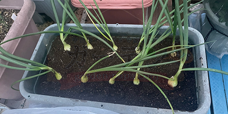 【初心者向け】玉ねぎ栽培日記|発芽後に玉が大きくならなかった原因 一部を植え直しているところ