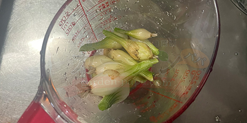 【初心者向け】玉ねぎ栽培日記|発芽後に玉が大きくならなかった原因 間引きしたミニタマネギはシチューに入れました。