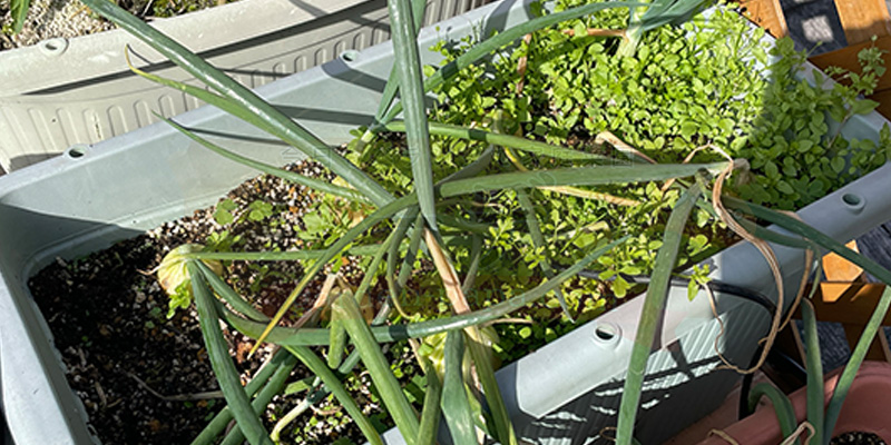 【初心者向け】玉ねぎ栽培日記|発芽後に玉が大きくならなかった原因 マルチシートを敷いていないので雑草だらけになった玉ねぎのプランター