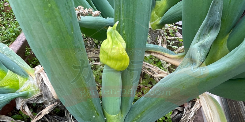 下仁田ネギのネギ坊主が伸びてきたところ