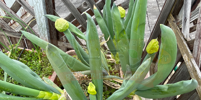 下仁田ネギのネギ坊主がたくさん伸びてきた様子