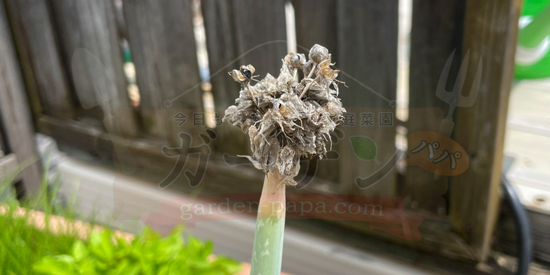 下仁田ネギのネギ坊主が枯れて茶色くなったところ