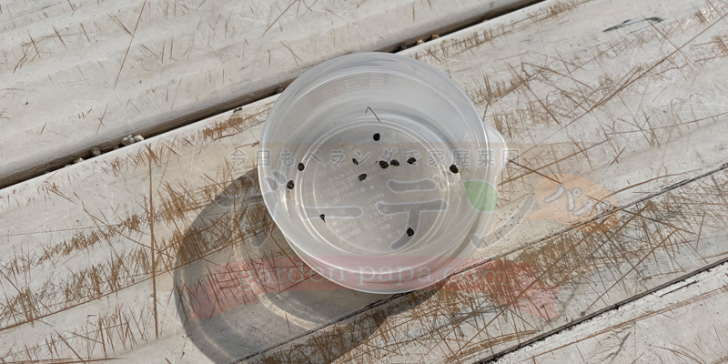 下仁田ネギのネギ坊主から種を取りだしてタッパーに入れている様子