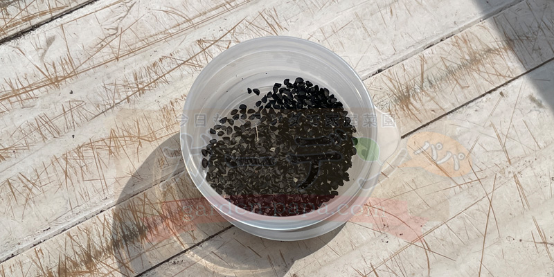 ネギ坊主からたくさん取れた下仁田ネギの種をタッパーで保管している様子