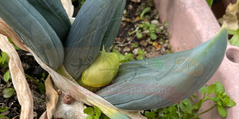 下仁田ネギのネギ坊主が出てきたところ