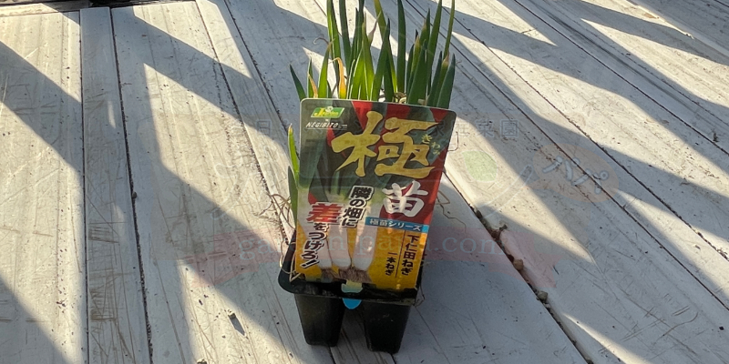 ホームセンターで購入してきた下仁田ネギの苗