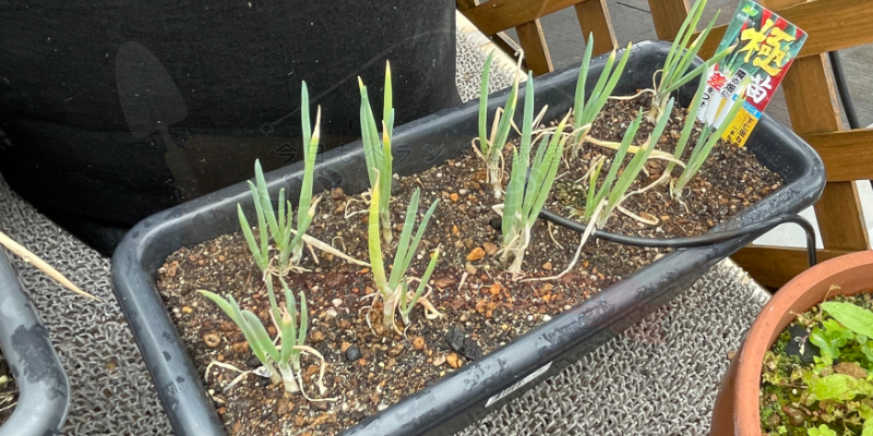 下仁田ネギの苗を小さなプランターへ定植した時の様子