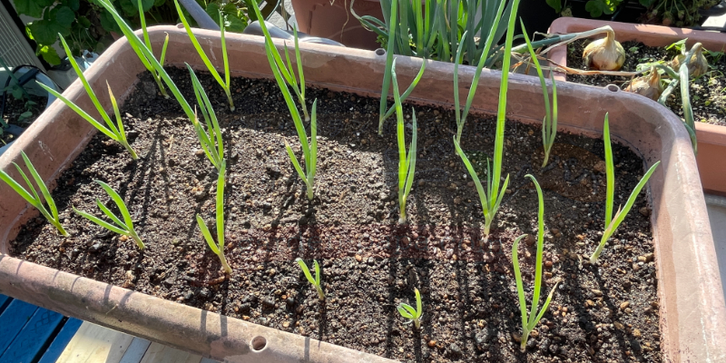 下仁田ネギを昨年使ったプランターへ定植した様子