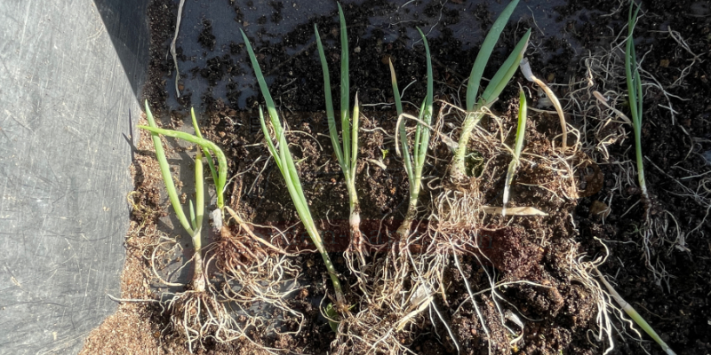 定植後に残った下仁田ネギの苗