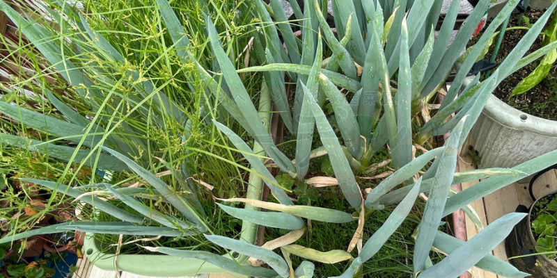 株間の狭い大量の下仁田ネギがプランターいっぱいになっている様子