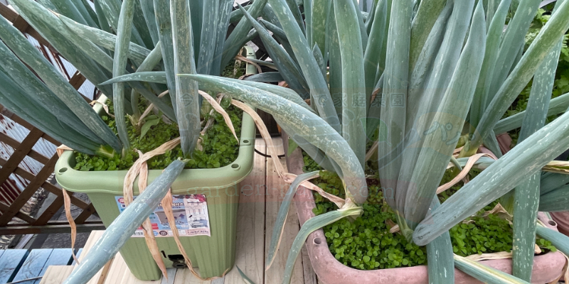 プランターにぎゅうぎゅう詰めの下仁田ネギの様子