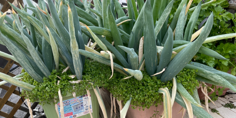 下仁田ネギが大量にプランターから生えている様子。もうパンパン