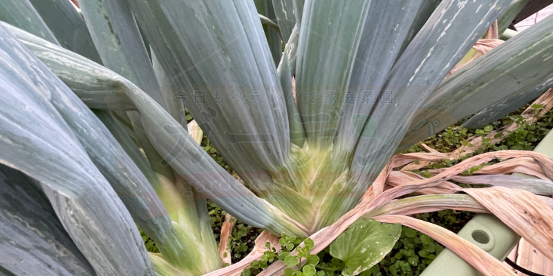 下仁田ネギの根元部分のアップ写真。太さは十分