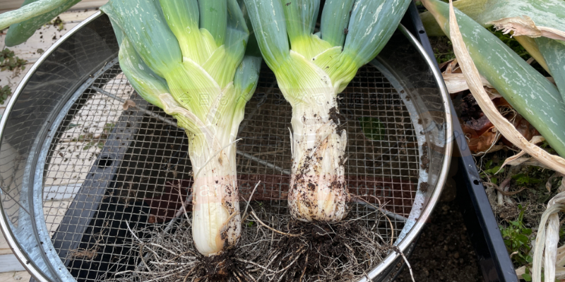 ２本の下仁田ネギを収穫した様子