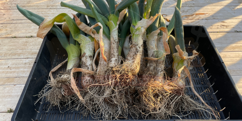 ３月に残りの分をまとめて収穫した様子