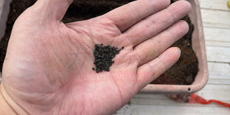 下仁田ネギの種を手のひらに乗せている種まき前の様子。