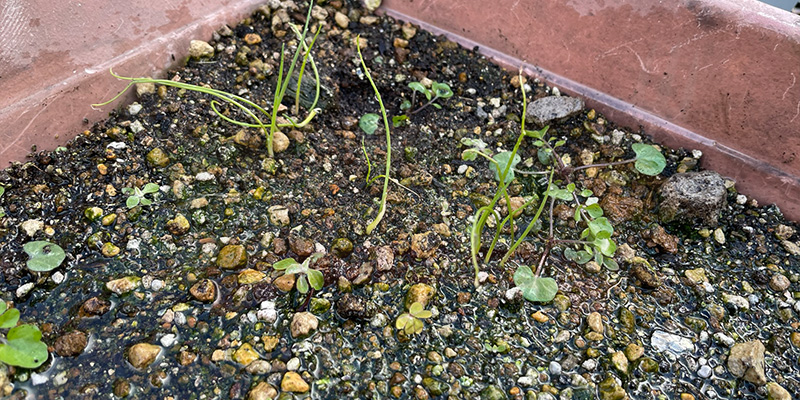 下仁田ネギのヒョロヒョロの苗がたくさん生えています。