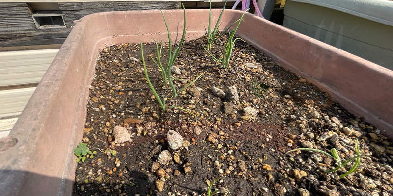 さらに４０日後の下仁田ネギの苗の様子