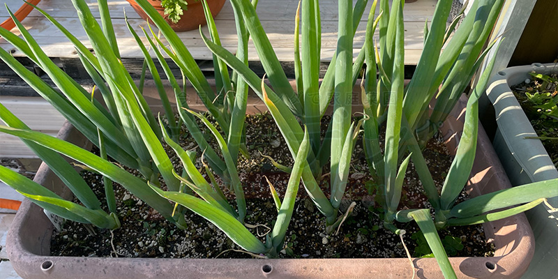 ゴールデンウィークの下仁田ネギの様子