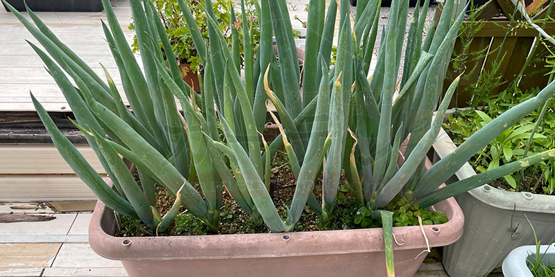 この２週間で更に大きく成長した下仁田ネギの様子