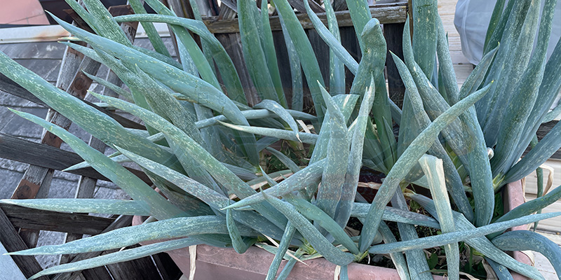 プランターいっぱいに大きくなった下仁田ネギの様子