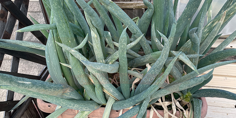 種まきから１年が経過した下仁田ネギの様子