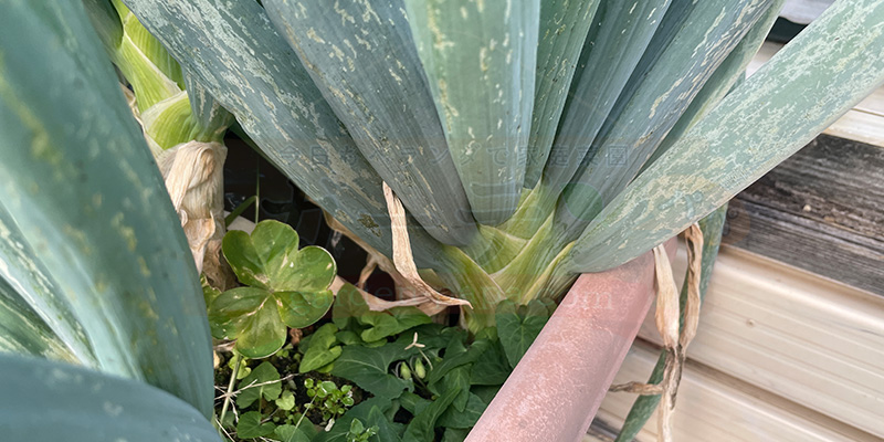 根元がしっかりと太く育ってきている下仁田ネギの様子