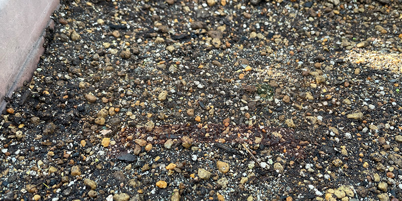 下仁田ネギの種まきから８日目の様子。発芽したところ