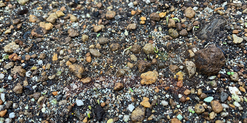 下仁田ネギの種まきから２週間後の様子