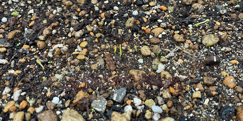 下仁田ネギが発芽後、ようやくまっすぐになってきた時の様子