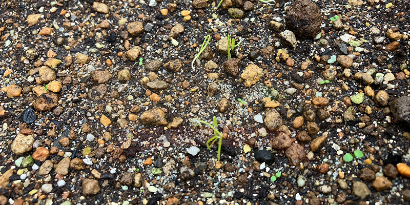 下仁田ネギの苗が徐々に大きくなっていく様子