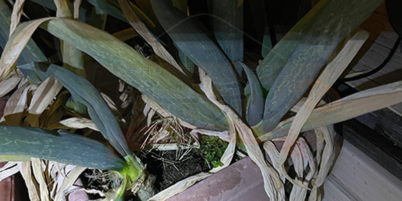 収穫できそうな太さに育った下仁田ネギの様子