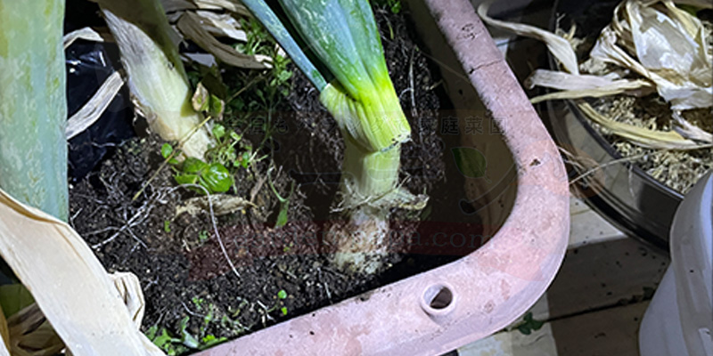 下仁田ネギの根元周りの土を取り除いた状態