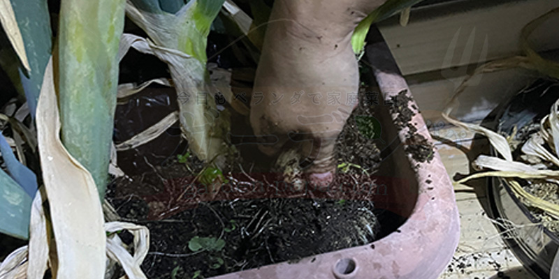 下仁田ネギを引っこ抜こうとしている様子