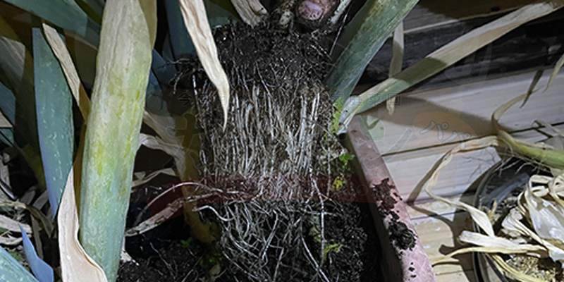 引き抜いた直後の下仁田ネギの様子