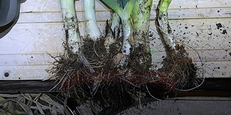 下仁田ネギを６本収穫して並べている様子