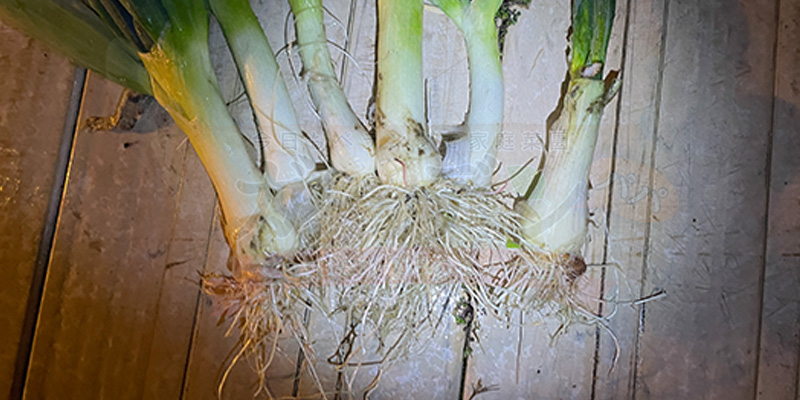 収穫した下仁田ネギ６本を水洗いして綺麗にした状態